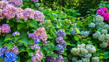 Des hortensias plus gros qu'avant - voici les trois gestes simples à faire en automne