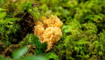 Le blanchissement mondial des coraux atteint un niveau record à cause des températures élevées des océans, selon une agence américaine