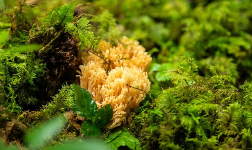 Le blanchissement mondial des coraux atteint un niveau record à cause des températures élevées des océans, selon une agence américaine