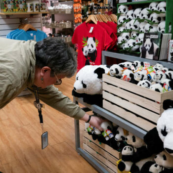 Les pandas sont de retour au zoo de Washington