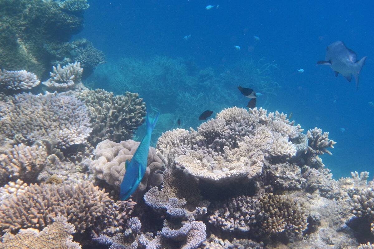 Le blanchissement mondial des coraux à un niveau record