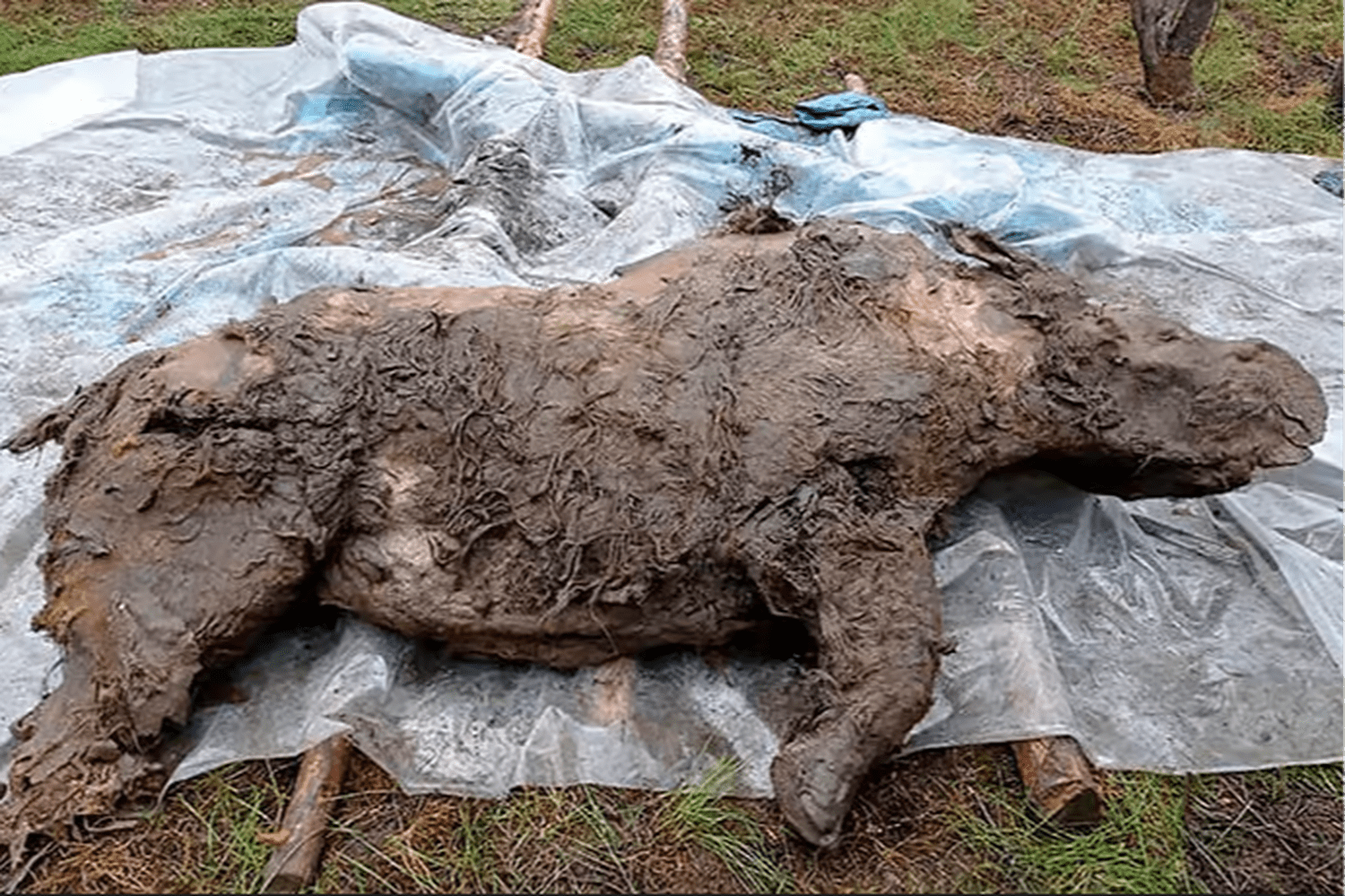 Une momie de 32 000 ans d'une espèce éteinte retrouvée intacte, c'est l'ancêtre d'un animal très connu