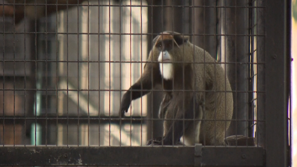 A live De Brazza monkey at Hong Kong zoo. Pic: AP