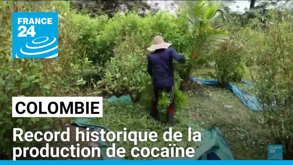 Record historique de la production de cocaïne en Colombie