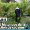 Record historique de la production de cocaïne en Colombie