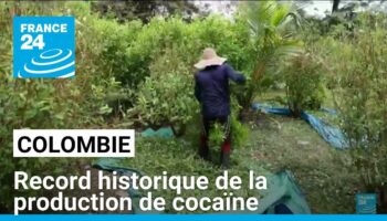 Record historique de la production de cocaïne en Colombie