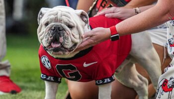 Georgia's famed mascot staying home for team's game vs Texas: 'Crazy as hell'