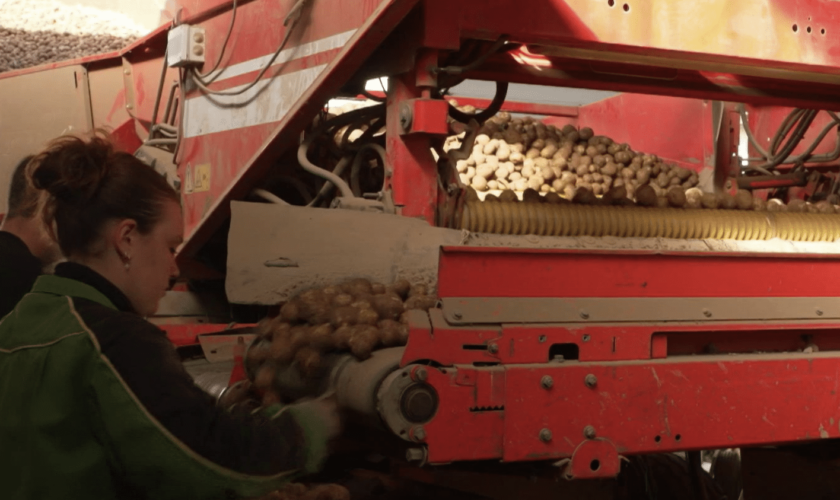 Pomme de terre : la France a la frite