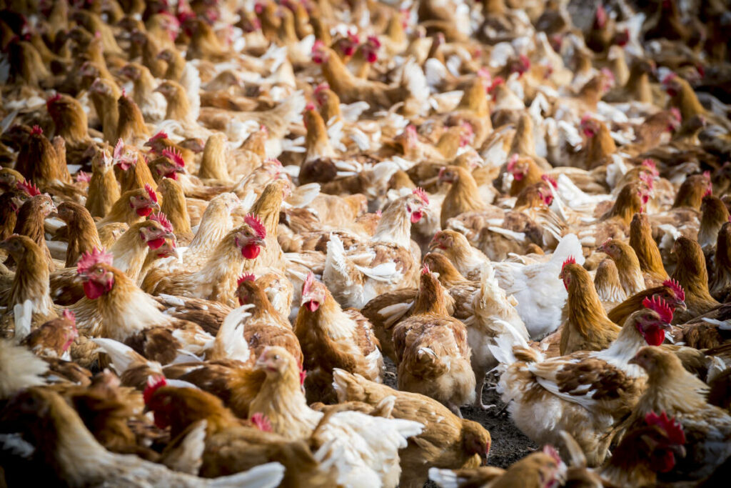 « Le nugget surgelé a remplacé le jarret de bœuf du pot-au-feu » : les paradoxes du poulet, volaille adorée des Français