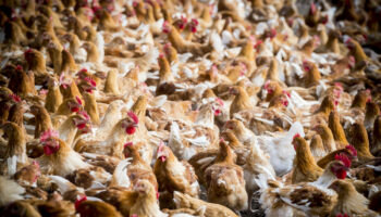 « Le nugget surgelé a remplacé le jarret de bœuf du pot-au-feu » : les paradoxes du poulet, volaille adorée des Français