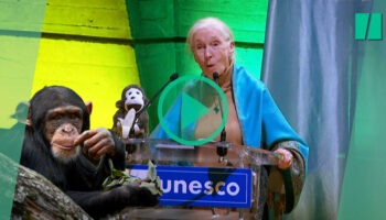 Jane Goodall s’adresse à l’Unesco en parlant chimpanzé et alerte sur l’urgence climatique