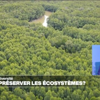 COP16 sur la biodiversité : pourquoi préserver les écosystèmes ?