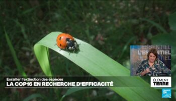 La COP16 en recherche d'efficacité pour enrailler l'effondrement de la biodiversité