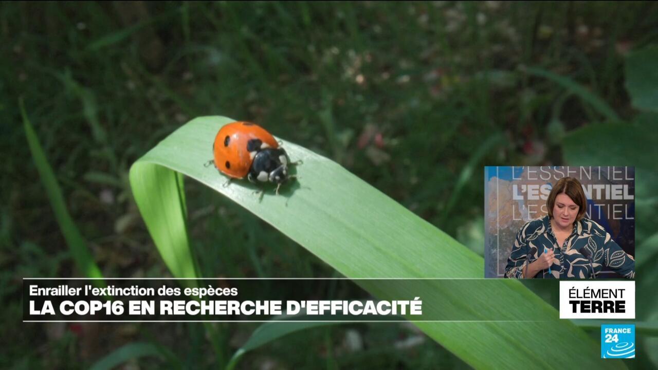 La COP16 en recherche d'efficacité pour enrailler l'effondrement de la biodiversité