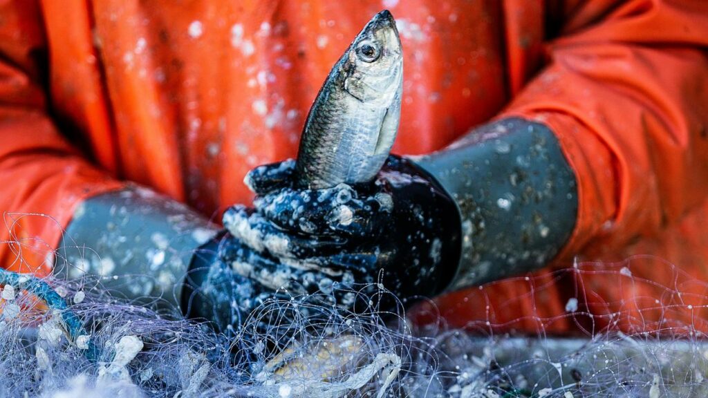 Fischfang: Küstenfischer dürfen Ostsee-Heringe auch 2025 fangen