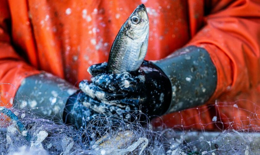 Fischfang: Küstenfischer dürfen Ostsee-Heringe auch 2025 fangen