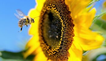 La pollinisation par les abeilles et autres insectes est indispensable à la survie de la majorité des plantes à fleurs