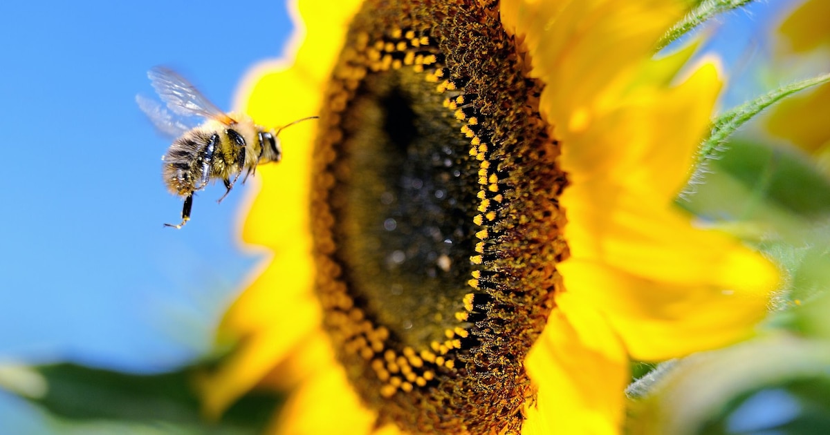 La pollinisation par les abeilles et autres insectes est indispensable à la survie de la majorité des plantes à fleurs