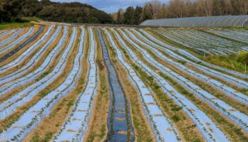 Comment éviter que les microplastiques qui polluent les sols se retrouvent dans nos assiettes ?