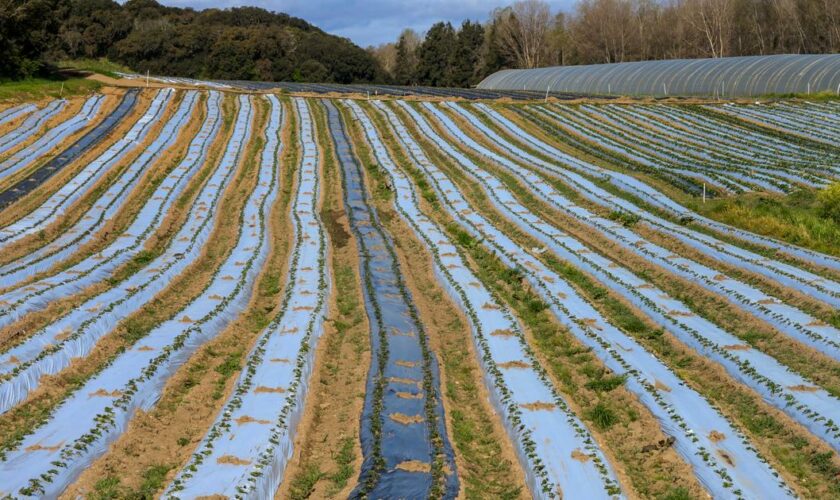 Comment éviter que les microplastiques qui polluent les sols se retrouvent dans nos assiettes ?