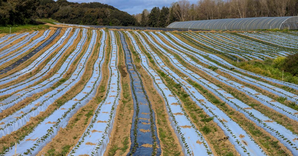 Comment éviter que les microplastiques qui polluent les sols se retrouvent dans nos assiettes ?