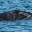 Léger rebond de la population d'une espèce de baleine très menacée