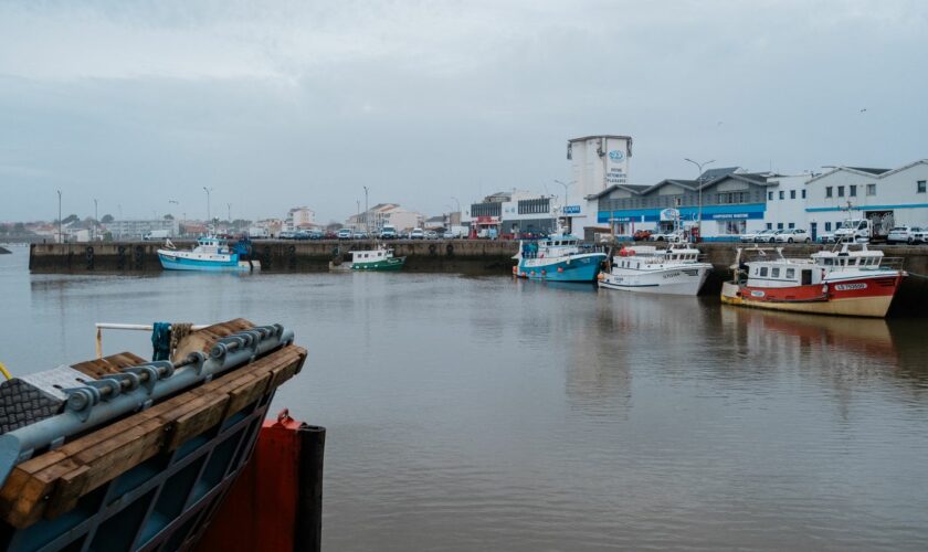 Les captures mortelles de dauphins ont été divisées par quatre lors du mois sans pêche dans le golfe de Gascogne