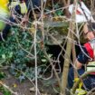 Bei Grünarbeiten: Leiche in Tunnelsystem in Mainz gefunden