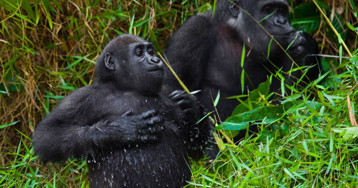 Les grands singes de Centrafrique «votent» avant de se déplacer, révèle une étude