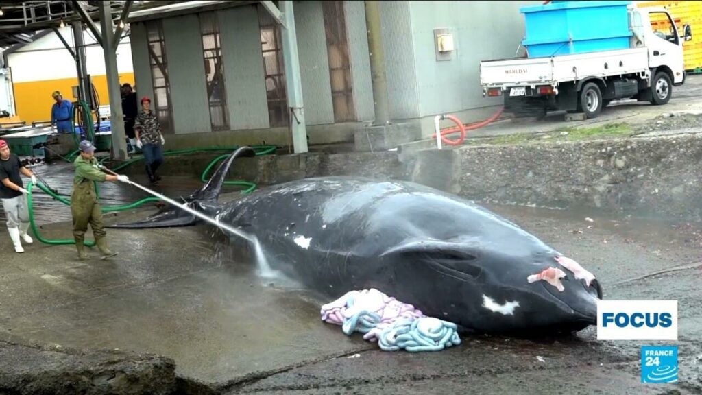 Japon : la chasse à la baleine, une tradition culinaire bien ancrée