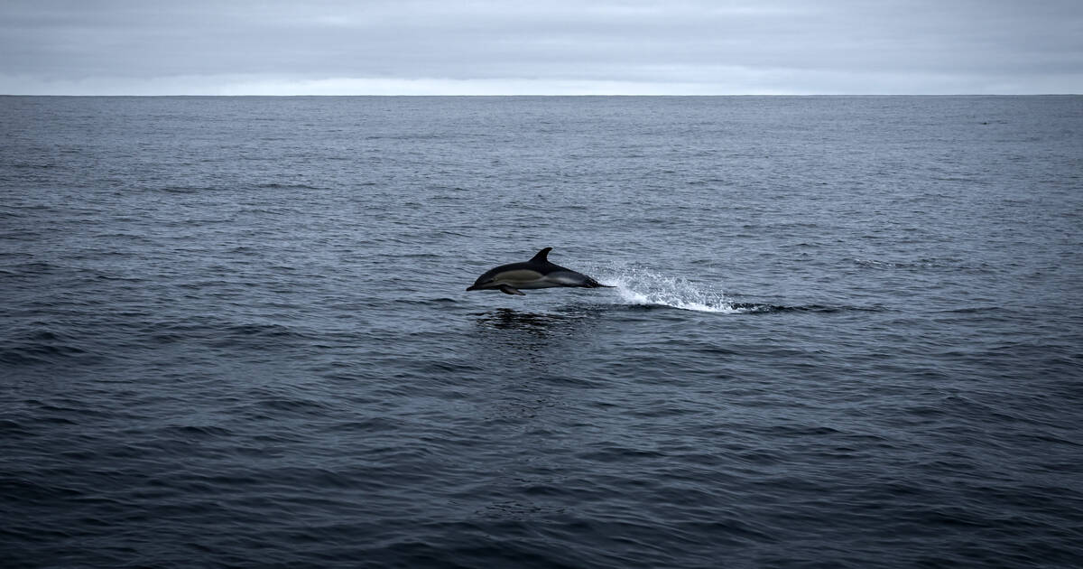 Dauphins : les captures mortelles dans le golfe de Gascogne ont baissé de 75 % lors du mois sans pêche