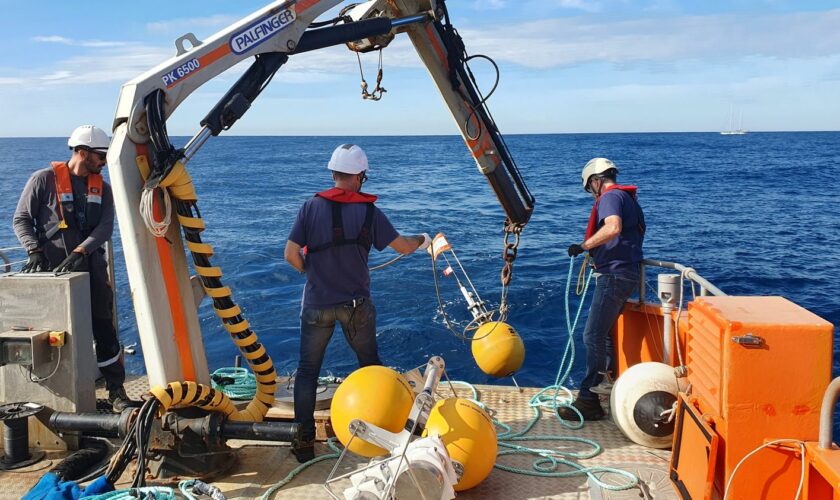 "On peut détecter avec une précision de 100 m" : en Méditerranée, des chercheurs français développent des dispositifs anticollisions avec les baleines