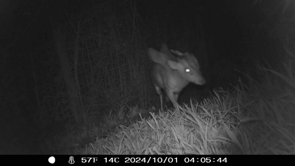 Ce zoo de Bristol demande de l’aide pour identifier une « créature ailée et cornue »