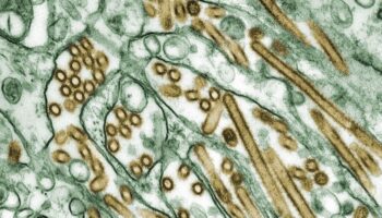 Washington state officials identify four new cases of bird flu, as H5N1 outbreak spreads