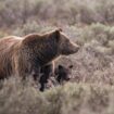 Beloved Grand Teton grizzly bear No. 399 fatally struck by a vehicle in Wyoming