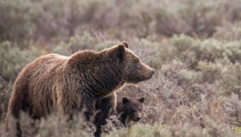 Beloved Grand Teton grizzly bear No. 399 fatally struck by a vehicle in Wyoming