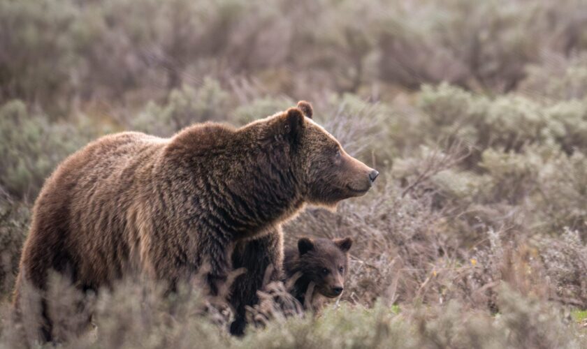 Beloved Grand Teton grizzly bear No. 399 fatally struck by a vehicle in Wyoming