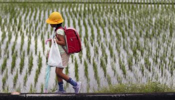 Le riz est l’“âme du Japon”, mais il est en péril