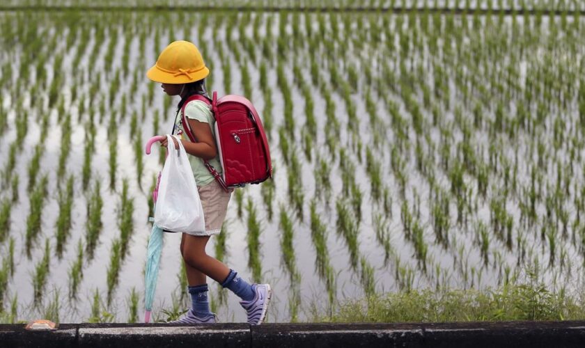 Le riz est l’“âme du Japon”, mais il est en péril