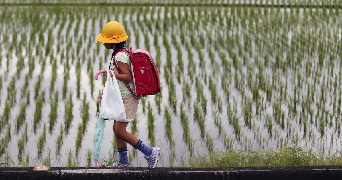 Le riz est l’“âme du Japon”, mais il est en péril