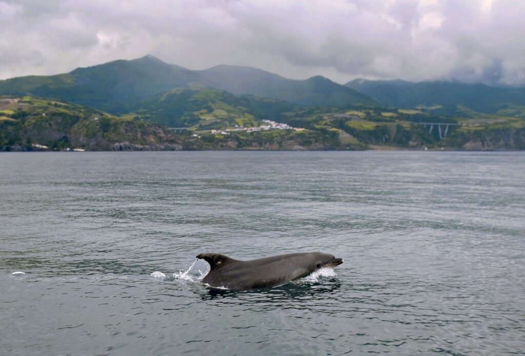 Bonne nouvelle: Les Açores créent la plus grande zone de protection marine de l'Atlantique nord