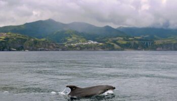 Bonne nouvelle: Les Açores créent la plus grande zone de protection marine de l'Atlantique nord