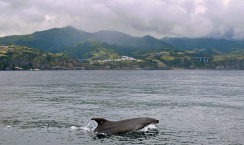 Bonne nouvelle: Les Açores créent la plus grande zone de protection marine de l'Atlantique nord