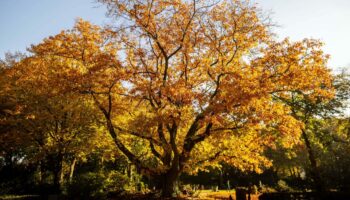 Klimawandel: Die Amerikanische Roteiche ist der "Baum des Jahres" 2025