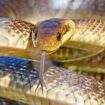 The Aesculapian snake can be found in London and Wales. File pic: iStock