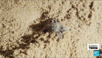 Des centaines de tortues marines naissent dans le sud de la France