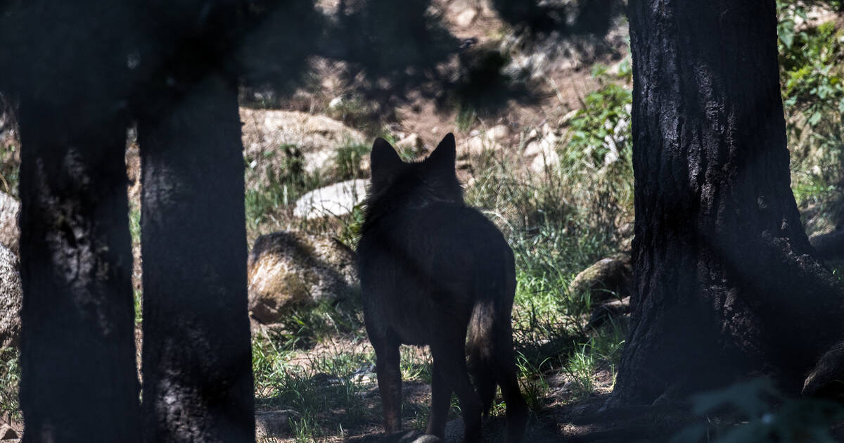 Loup empoisonné : de la prison avec sursis pour un éleveur de la Drôme