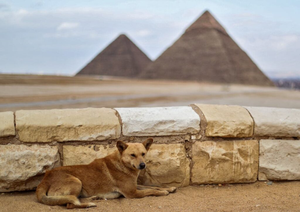 What happened to Egyptian dog that climbed to top of Giza pyramid?