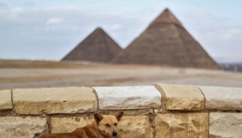 What happened to Egyptian dog that climbed to top of Giza pyramid?