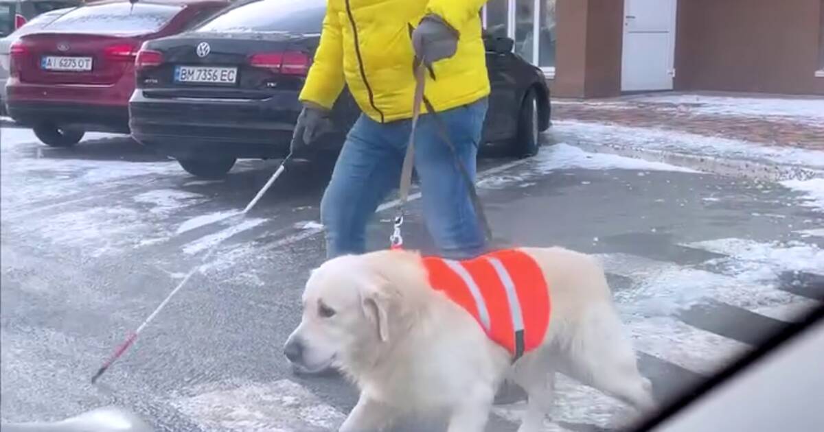 D’où vient la vidéo virale qui montre un chien protéger son maître malvoyant face à des voitures ?